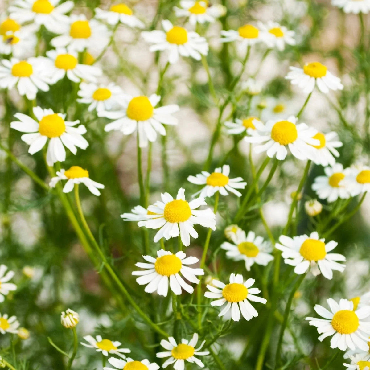 German Chamomile Seeds - 2025 Planting, Matricaria Chamomilla, Organic Herb Seeds for Home Garden