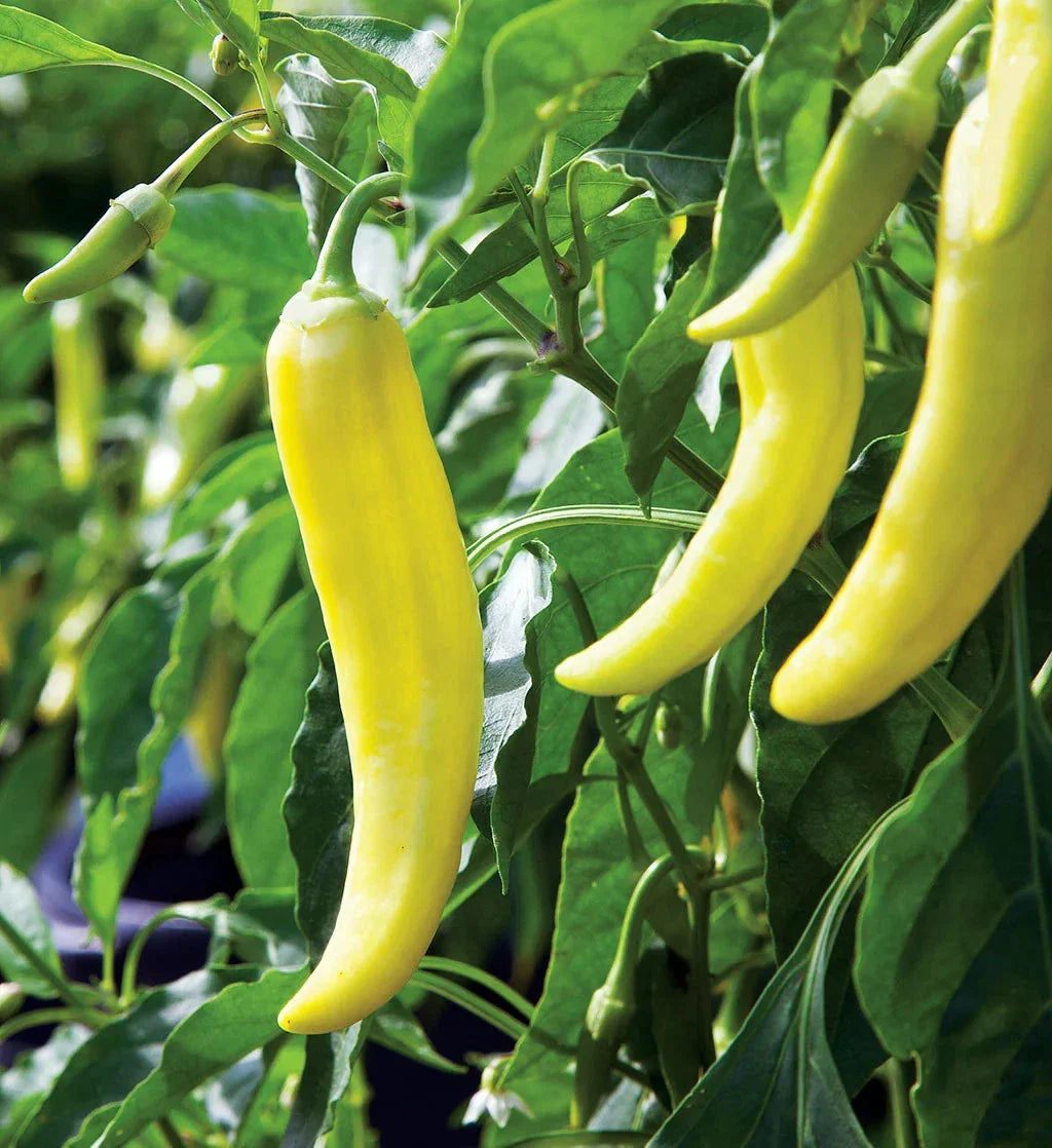 Banana Pepper Seeds - 500 Count Mild Yellow Pepperoncini - Perfect for 2025 Planting - Capsicum annuum