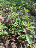 Robert Mitchum Chocolate Mint Plants - (50+) Bare Root Plugs - Black Peppermint - Mentha × piperita 'Chocolate'