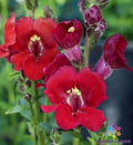 Chantilly Velvet Snapdragon Seeds - 1000+ Seeds for Garden - Antirrhinum majus - USA Grown, Free Shipping