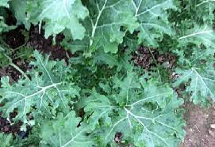 Premium Organic White Russian Kale Seeds - Heirloom Variety for Home Gardening - Brassica oleracea