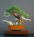 Dwarf Mugo Pine Bonsai Tree Seeds - 30 Count - Pinus mugo pumilio - Easy to Grow, Ideal for Bonsai Cultivation