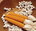 Snow Puff Popcorn Seeds - 25+ Seeds - Heirloom Variety - Zea mays everta - USA Grown
