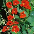 Spitfire Nasturtium Seeds - 50+ Pack for Garden Planting - Tropaeolum majus - USA Grown