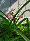 Crinum Rosea Cape Lily Bulb - Large Pink Flowering Plant - Healthy Single Bulb
