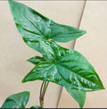 Syngonium Cuttings - Green Arrowhead - 2 Plant Cuttings - Syngonium podophyllum