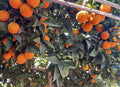 Orange Tree Cuttings - Rooting/Grafting - Citrus sinensis - Healthy Plant Propagation