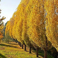 Lombardy Poplar Trees Live Cuttings - 2 Pack, Fast-Growing Privacy Tree (Populus nigra 'Italica')