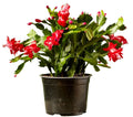Christmas Cactus Live Plant 4" Pot Red Zygocactus Succulent - Indoor Houseplant