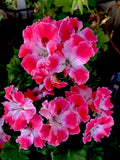 Geranium Starter Cuttings, 2 Pack, Reddish Pink and Maroon, Pelargonium spp.