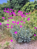 Rock Purslane Cuttings - 6 Magenta Purple Bloom - Calandrinia Spectabilis