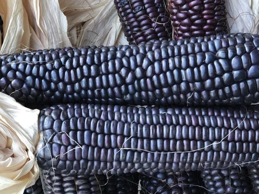 Ornamental Corn Seeds - Blue Hopi Variety - Fresh Seeds for Planting - Zea mays subsp. mays