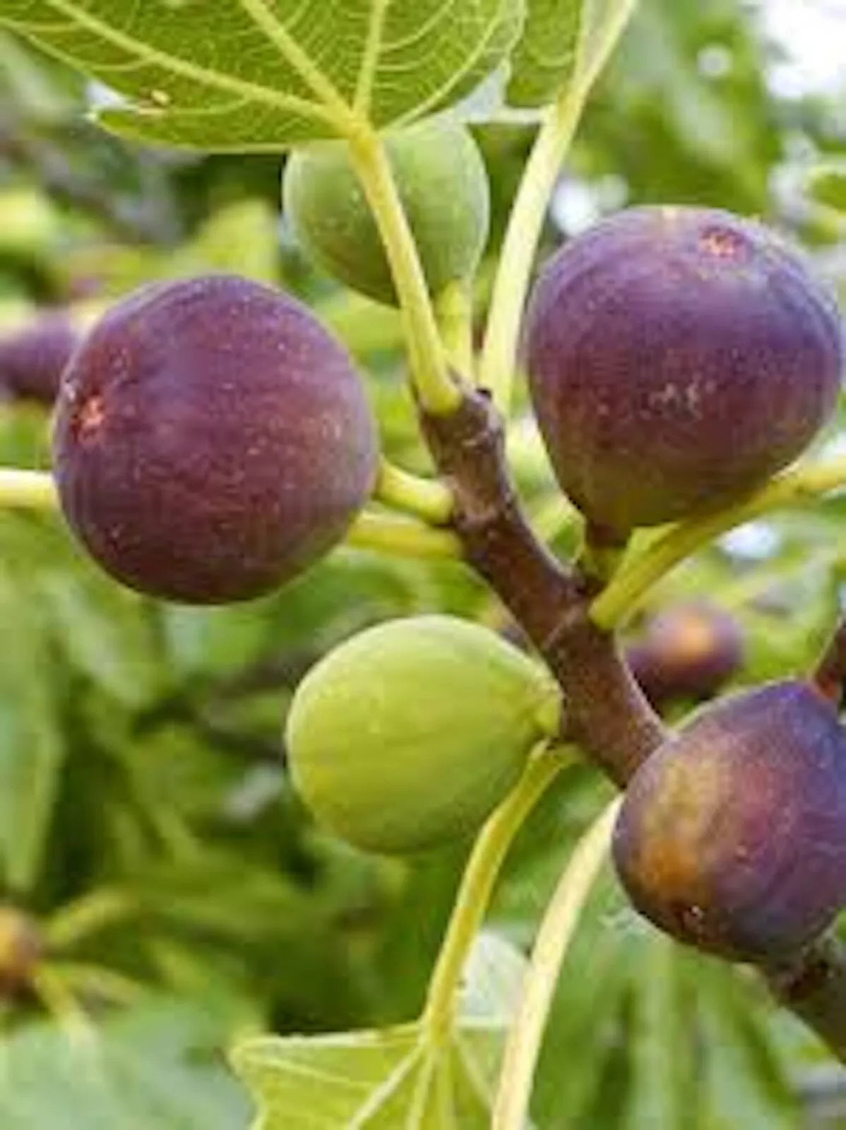 Brown Turkey Fig Tree Starter Plant 3-Pack, Ficus Carica, Fruiting, Drought-Tolerant, Full Sun, Ideal for Home Garden