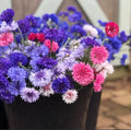 Polka Dot Bachelor Button Seeds - Heirloom Non-GMO - USA Grown Centaurea cyanus - Flower Seeds for Planting