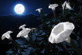 Midnight White Flower Seeds - 25 Count - Night-Blooming, Reflective - Evening Primrose (Oenothera)