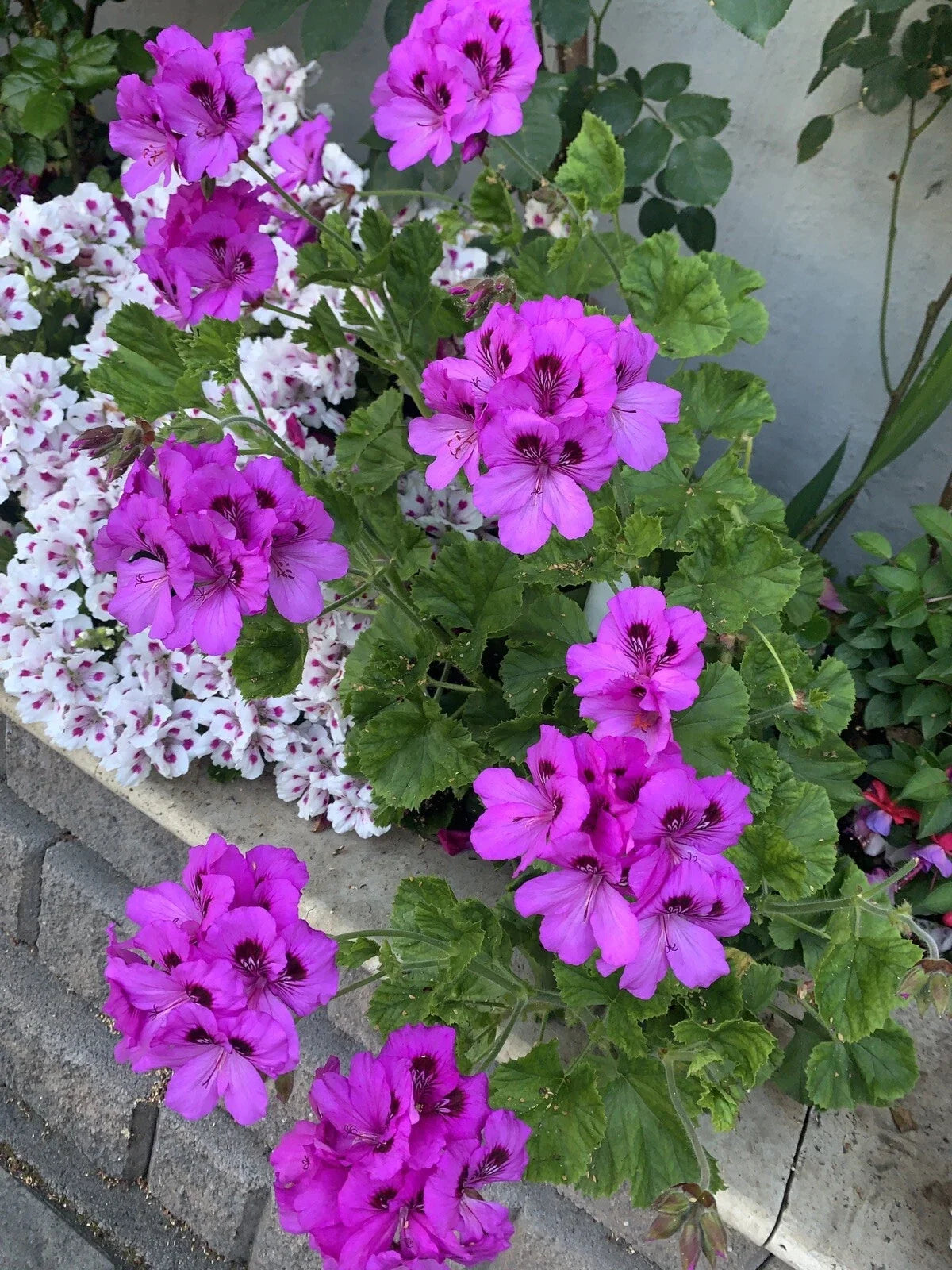 Geranium Live Plant 12” Tall Lavender Pink Black Pelargonium Perennial