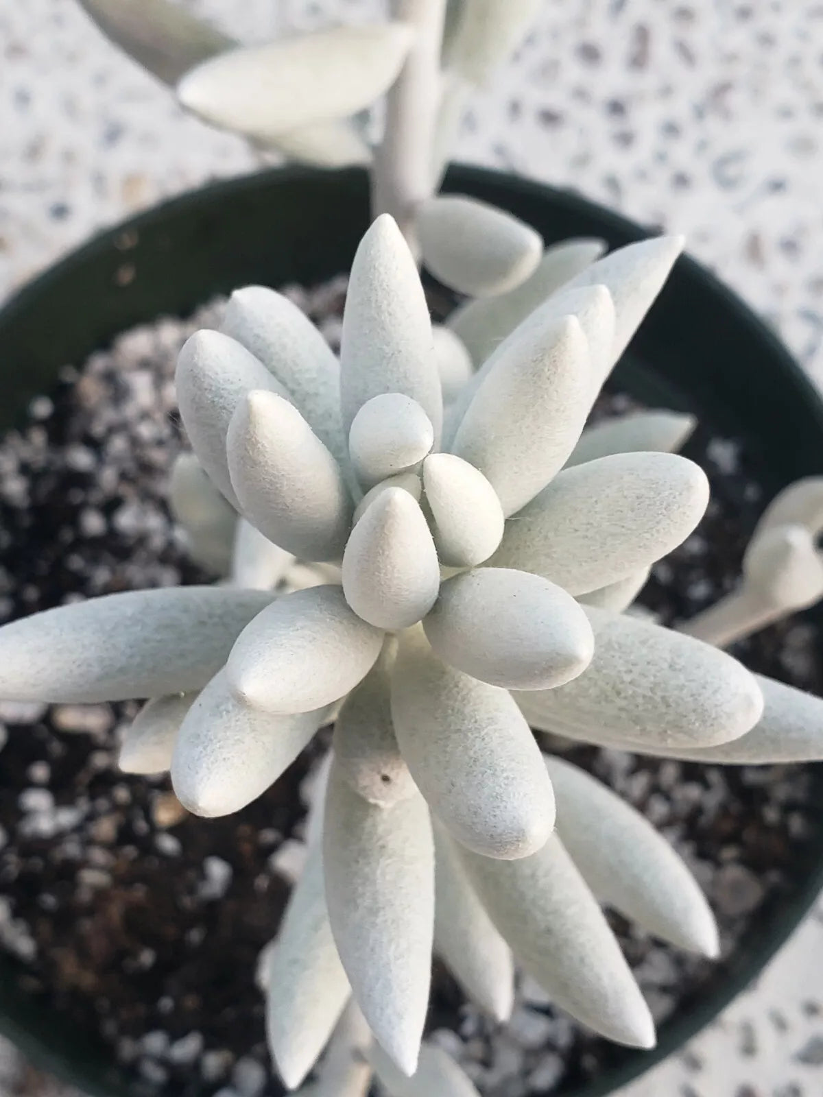 Rare Senecio Haworthii Succulent - 2" Diameter - Whitest of All Succulents - Unique Indoor Plant