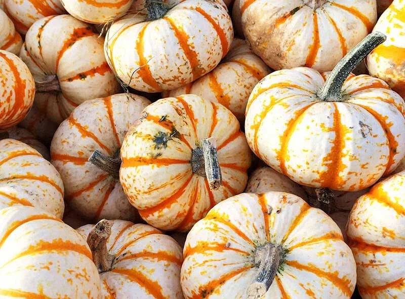 Sweet Dumpling Squash Seeds - 25+ Organic Heirloom Seeds for Garden Planting - Cucurbita pepo - USA