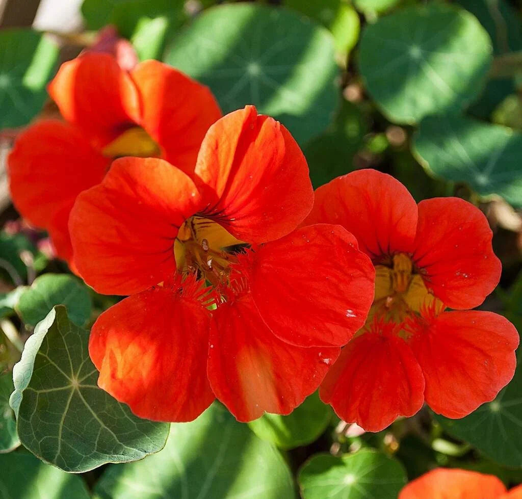 Nasturtium Seeds - Empress of India - Heirloom Non-GMO - Tropaeolum majus - Free Shipping