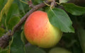 Gala Apple Seeds - 25 Count - Heirloom Variety for Garden Planting - Malus domestica - USA