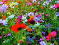 Wildflower Seed Mix - 1/2 LB (8 oz) - Fall Perennial 25 Variety - Native Wildflowers for Garden Planting