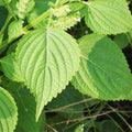 Green Perilla Seeds - Shiso Japanese Mint Basil - Kaennip Asian Herb Seed - 2025 Variety