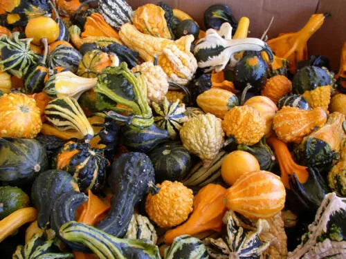 Gourd Seeds Mix, Large & Small, Ornamental, Non-GMO, Free Shipping - Cucurbita maxima & Cucurbita pepo