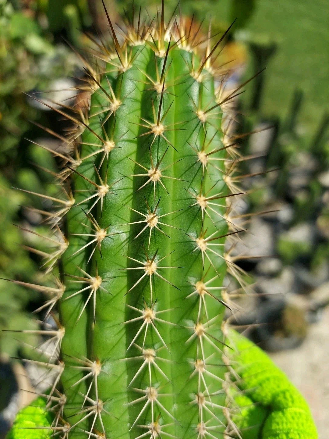 Echinopsis Thelegonus X Grandiflorus Cutting 'Theleflora' - Misplant Lineage Cactus Succulent Plant for Collection