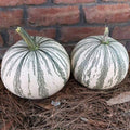 Silver Edge Pumpkin Seeds - 10 Seeds - Exotic Striped Squash (Cucurbita pepo) for Planting