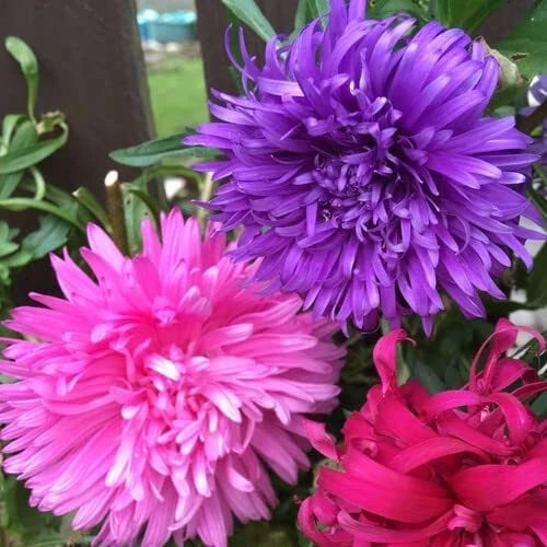 Aster Flower Seeds – 100 Pack – Beautiful Annual, Great Cut Flower – Aster spp.