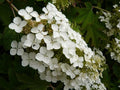 Hydrangea Plants - 5 Rooted Oakleaf 'Snow Queen' Shrubs - Native Perennial - Hydrangea quercifolia