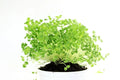 Chia Seeds for Planting - Microgreens Variety - Salvia hispanica - Organic Non-GMO Chia Seed