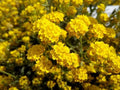 Sunset Yellow Cape Myrtle Seeds - 20 Perennial Flower Seeds - Lagerstroemia indica