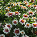 Zahara Starlight Rose Zinnia Seeds - 100+ Premium Garden Seeds - Zinnia elegans - USA - Free Shipping