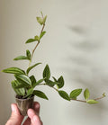 Peperomia Angulata 'Funky Frog' Rooted Cuttings - Unique Variegated Houseplant - Peperomia Angulata