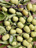 Jujube Tree Cuttings for Rooting or Grafting - Ziziphus jujuba - Healthy Plant Propagation Materials
