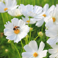 Purity Cosmos Seeds | 50-1,000 Non-GMO Seeds | Colorful Garden Blooms | Cosmos bipinnatus