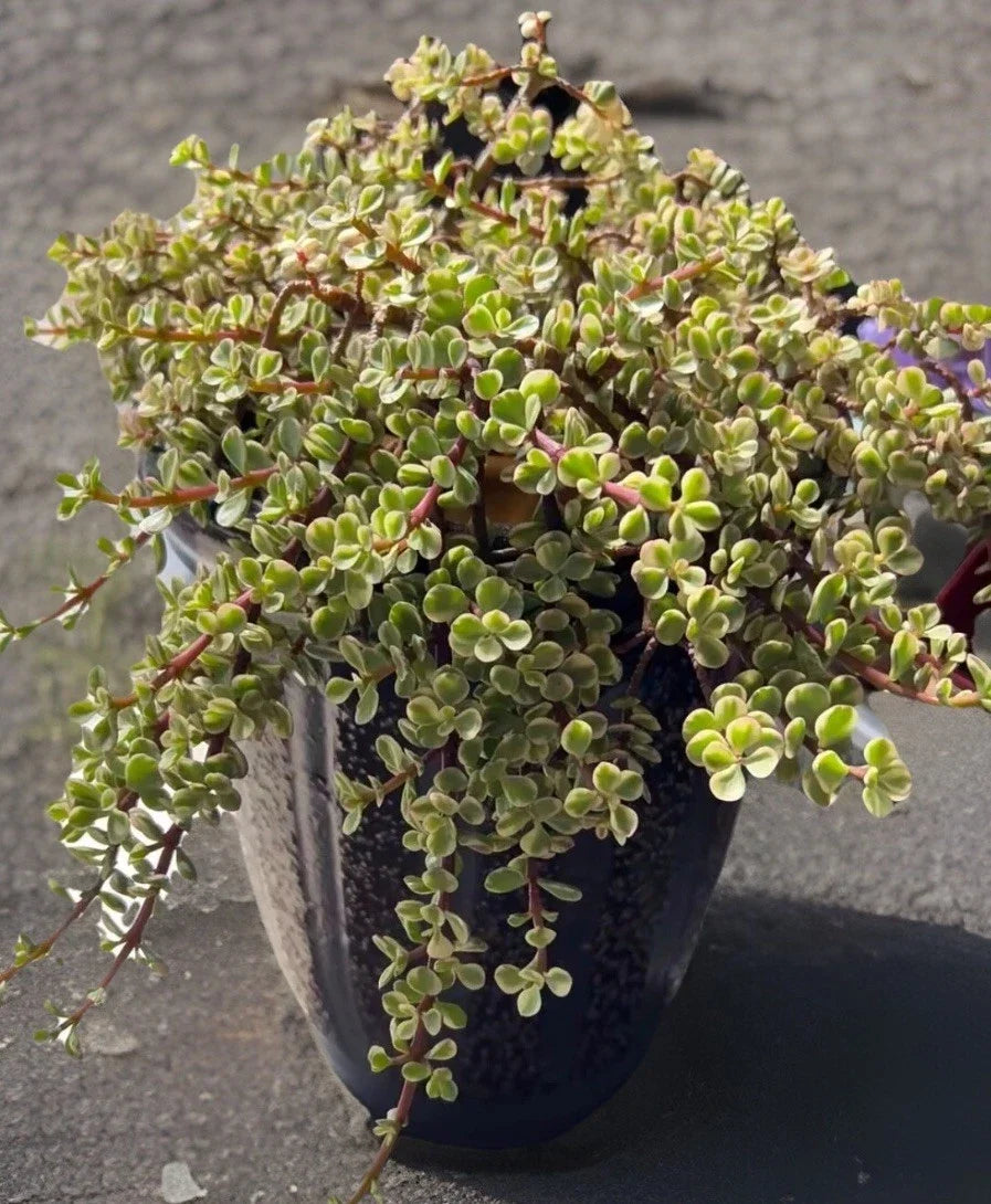 Rainbow Variegated Elephant Bush Dwarf Jade Plant Cuttings - 2 Unrooted 4-Inch - Portulacaria afra Variegata