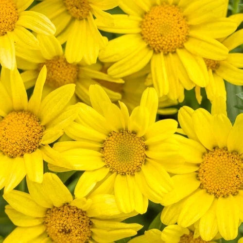 Marguerite Daisy Seeds - 200+ Bright Yellow - Leucanthemum vulgare - Garden Flower Seeds - USA Free Shipping
