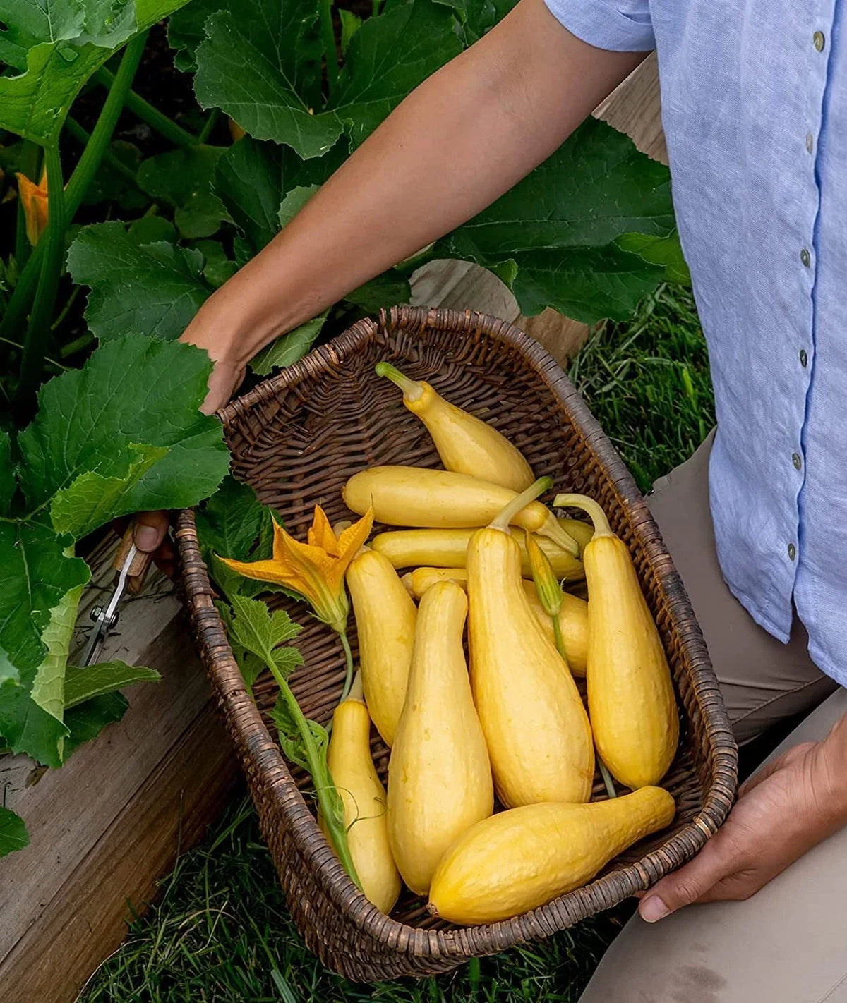 Saffron Summer Squash Seeds - Grandprize Variety (10 Seeds) - Heirloom Vegetable Seeds for Planting