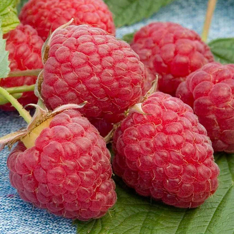 Heritage Raspberry Seeds - 25 Award-Winning Berry Seeds for Twice-Yearly Harvests - Rubus idaeus