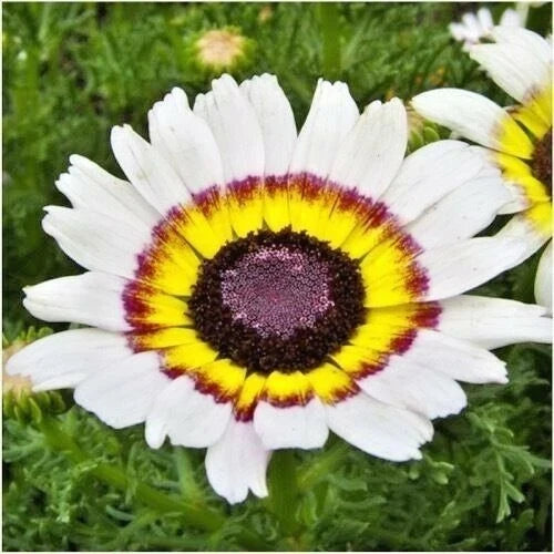 Chrysanthemum Seeds - 200+ Tri-Color Painted Daisy for Garden & Patio Containers - Annual (Chrysanthemum morifolium)
