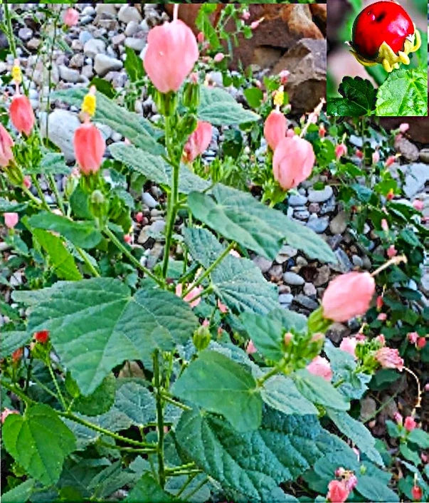 5 Organic Pink Turk's Cap Seeds, Sleeping Hibiscus Flowers, Hibiscus mutabilis
