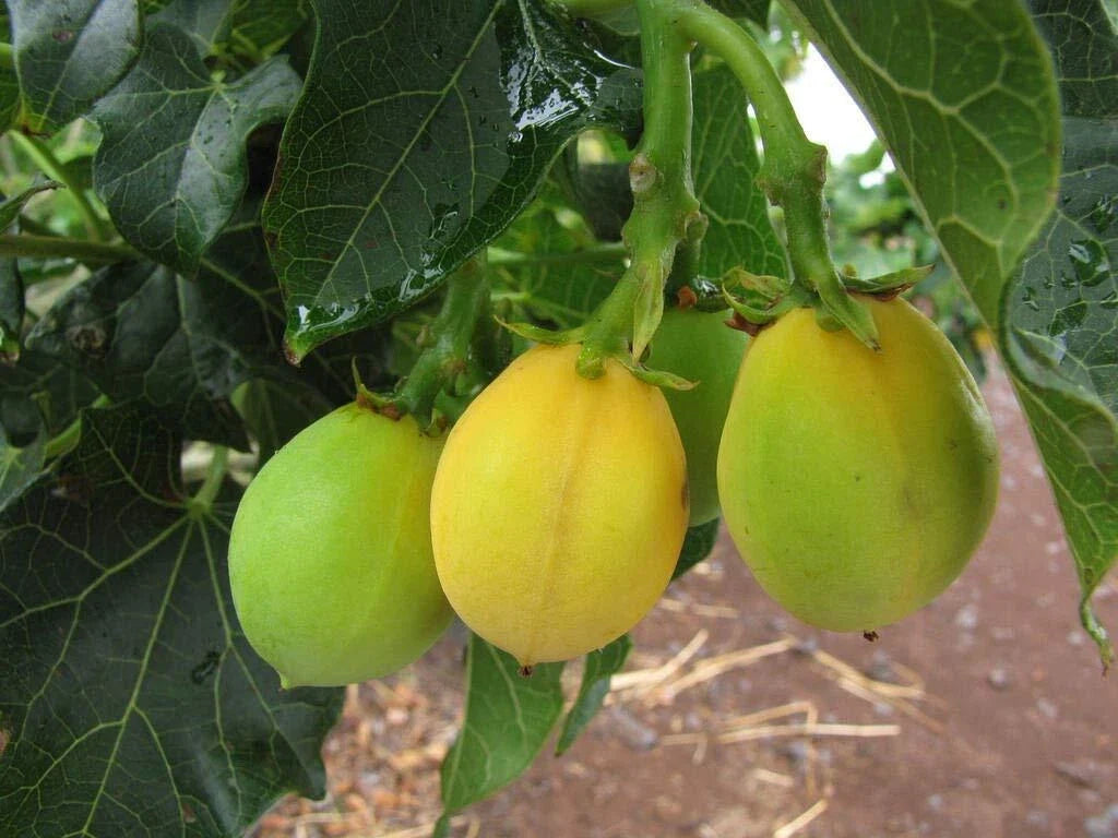 Physic Nut Seeds - 15 Count - Rare Jatropha Curcas - Barbados Diesel Plant