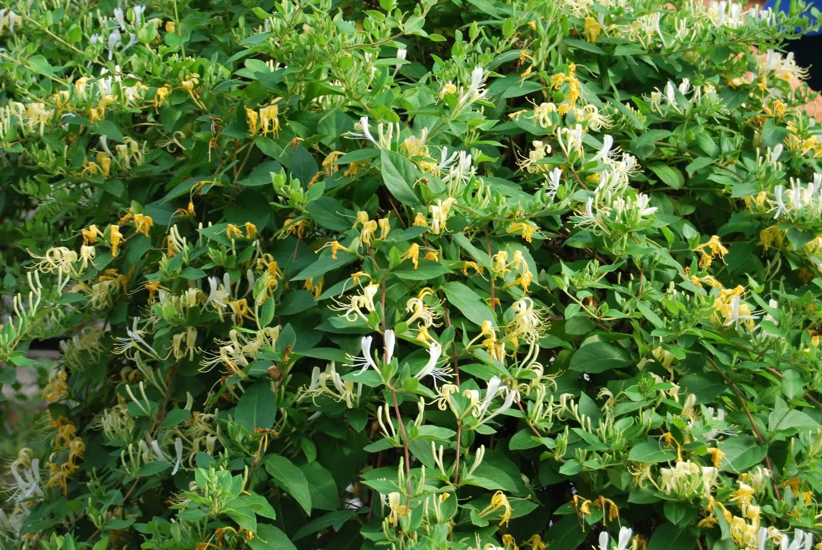 Honeysuckle Vine Live Starter Plant 6+ Inches - Lonicera spp. - Freshly Dug, Rooted, Easy Care, Ideal for Gardens