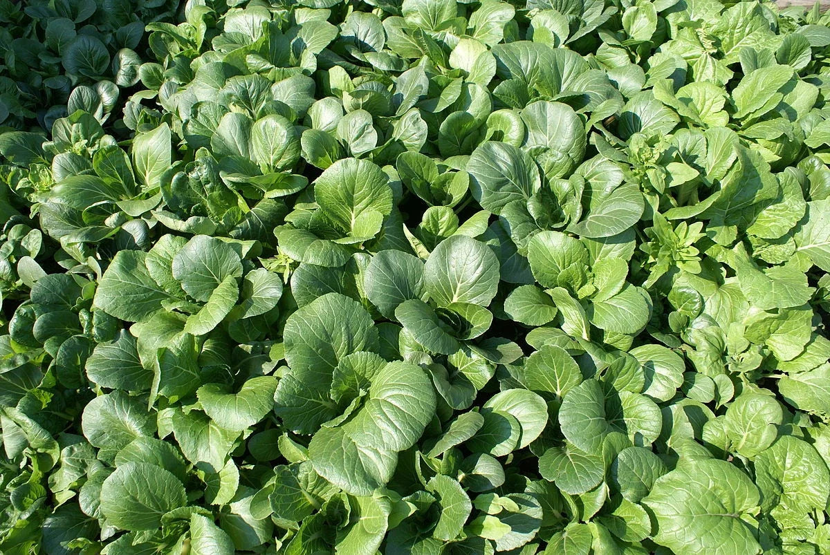 Tat Soi Chinese Cabbage Seeds - 1000 Count - Brassica rapa subsp. narinosa - Heirloom Vegetable Seeds for Home Gardening