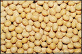 Soybean Seeds - 22 Pack - White Soybean (Glycine max) - GroCo USA - Buy 15, Ships Free