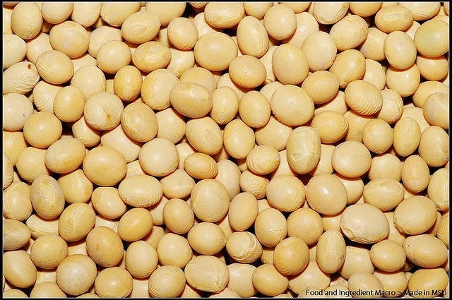Soybean Seeds - 22 Pack - White Soybean (Glycine max) - GroCo USA - Buy 15, Ships Free