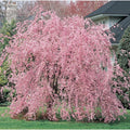 Weeping Pink Cherry Tree Seeds - Flowering Japanese Ornamental Shrub - Prunus subhirtella 5 Pack