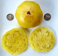 Dixie Golden Giant Seeds - 25 Premium Seeds - Heirloom Variety for Home Gardening - Cucurbita pepo